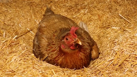 Free range hen brooding eggs on straw in farm, peaceful rural chicken life Stock Footage 312781667