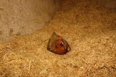 Free range hen brooding eggs on straw in farm, peaceful rural chicken life Stock Photos