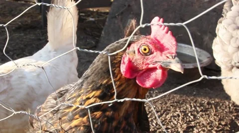 Free Range Hen Chicken Looking at Camera Sunny Day UK HD Stock Footage 49609285
