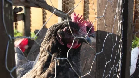 Free Range Hen Chicken looking at Camera then Walks Away Stock Footage 49609287