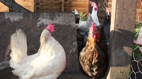 Free Range Hen Chicken Looking at Camera From Inside Roost Hutch Coop Stock Footage 49609335