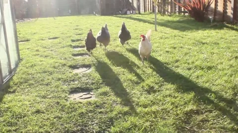 Free Range Hen Chickens Sunny Day Run Toward Camera Act Suspiciously Stock Footage 49609342