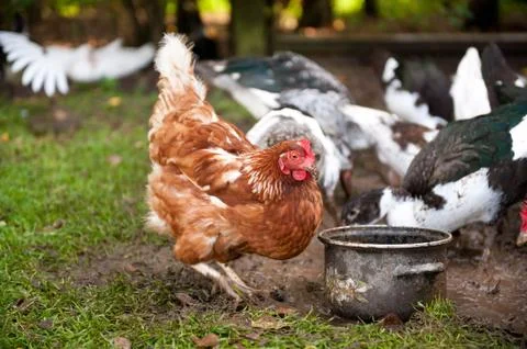 Free range hen digging Foto stock