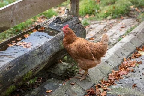 Free range hen drinking water Stock Photos