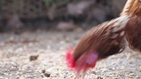 Free range hen eating corn off the gound Video stock 72238217