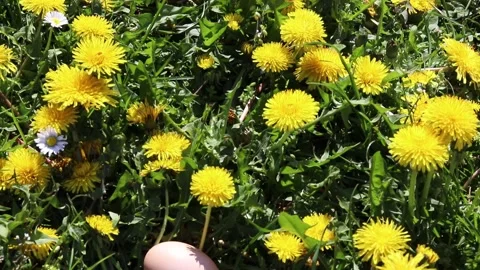 Free-range hen egg in the grass. Stock Footage 154327547