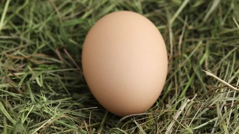 Free-range hen egg in a hay nest. Stock Footage 154264889