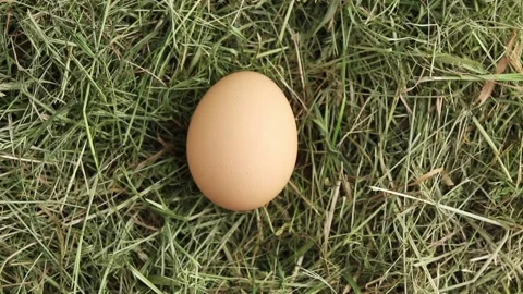 Free-range hen egg in a hay nest. Stock Footage 157626475