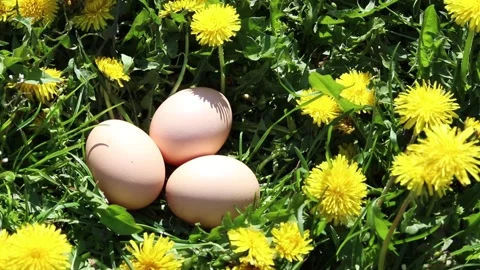 Free-range hen eggs in the grass. Stock Footage 154451636