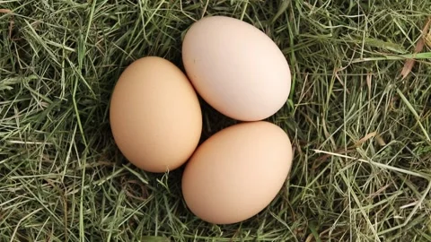 Free-range hen eggs in a hay nest. Stock Footage 154264890