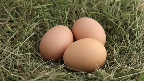 Free-range hen eggs in a hay nest. Stock Footage 157626461