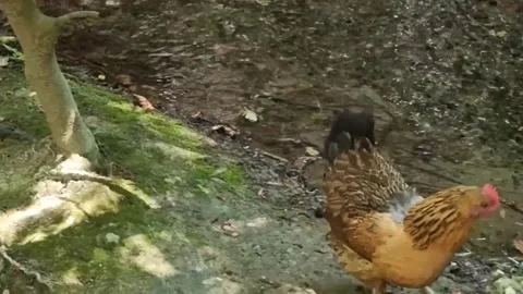 Free-range hen foraging in Cyprus forest Stock Footage 328096660