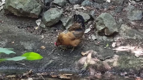 Free-range hen foraging in Cyprus forest Stock Footage 328096663