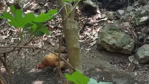 Free-range hen foraging in Cyprus forest Stock Footage 328096777