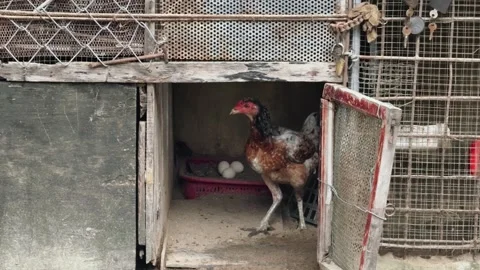 Free range hen guarding fresh eggs inside rustic barn poultry. Farming natural 스톡 동영상 339267658