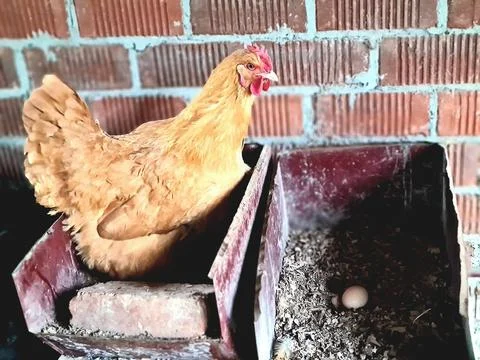 A free-range hen incubating eggs, next to another nest with an egg inside Foto stock