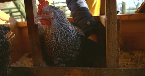 Free range hen laying an egg while farmer hand picks eggs from under the nesting Stock Footage 100954964