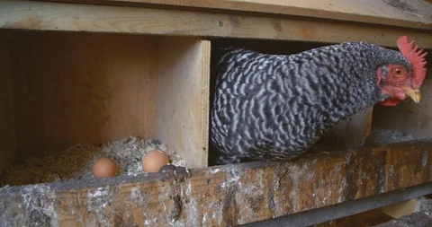 Free Range Hen Laying An Egg Stock Footage 100961830