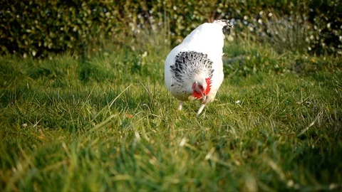 Free-Range Hen Pecking in the Grass 스톡 동영상 98281359