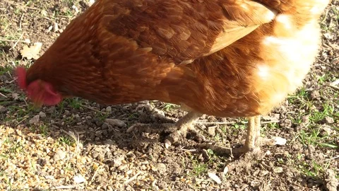Free range hen pecking at the ground Stock Footage 84930725