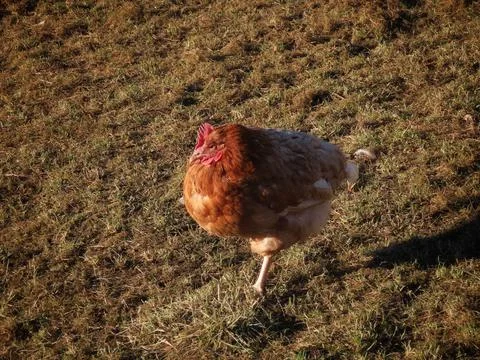 Free range hen sleeping Stock Photos
