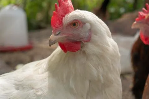 Free range henlooking into the camera Foto stock