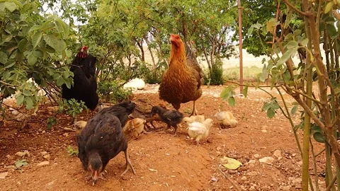 Free-range hens and chicks foraging under trees on a sunny organic farm Stock Footage 320571425