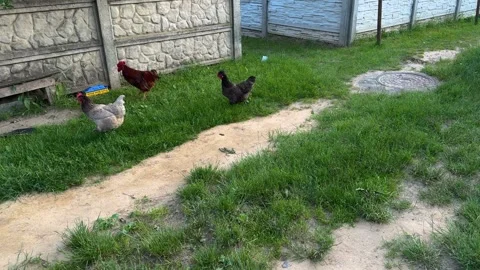 Free-range hens and a rooster on green grass Stock-Footage 337553650