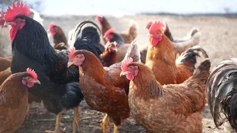 Free range hens and roosters in a farmyard Stock Footage 151762948