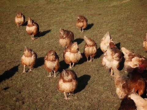 Free range hens backs turned Stock Photos
