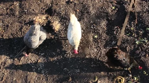 Free Range Hens Chickens Searching For Food Looking Down From Above Stock Footage 49609470