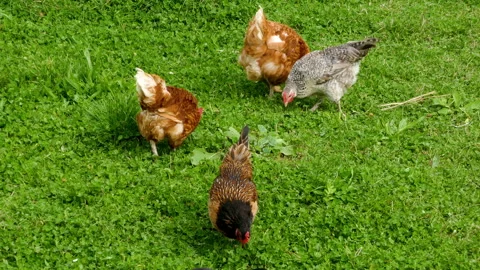 Free range hens eating. Video stock 296231023