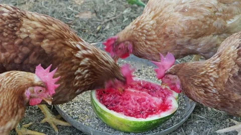 Free range hens eating watermelon on a farm Видео 337982354