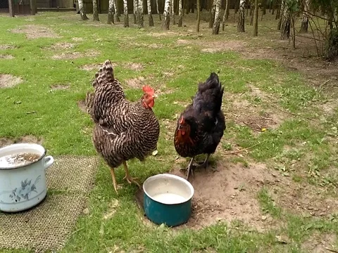 Free range hens eating whey in the backyard Stock Footage 80920938
