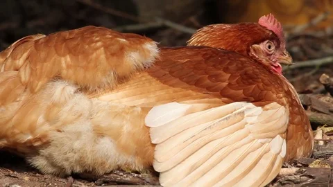 Free range hens grooming themselves Stock Footage 72551860