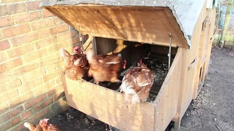 Free range hens on the hen pen / house Vídeos de archivo 72239052