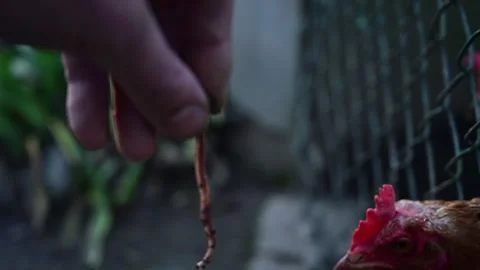 Free-Range Hens Joyfully Pecking at a Worm Offered by a Friendly Hand Stock Footage 260534215