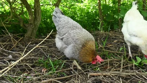 Free-Range Hens in Natural   Environment Видео 334179592