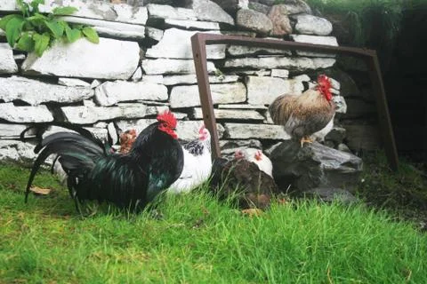 Free range hens Foto stock