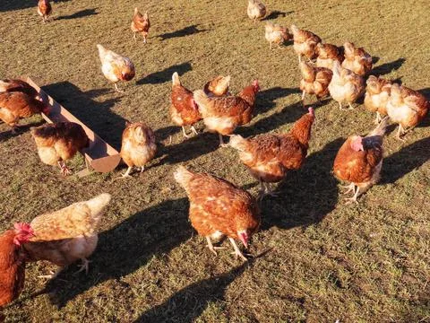 Free range hens Stock Photos