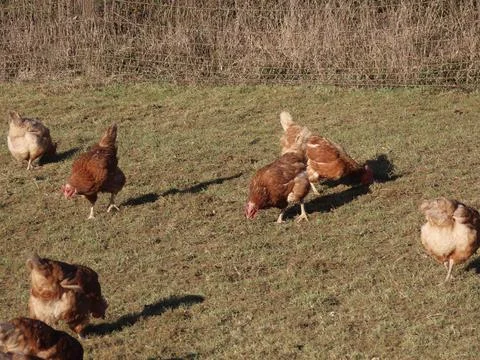 Free range hens Stock Photos