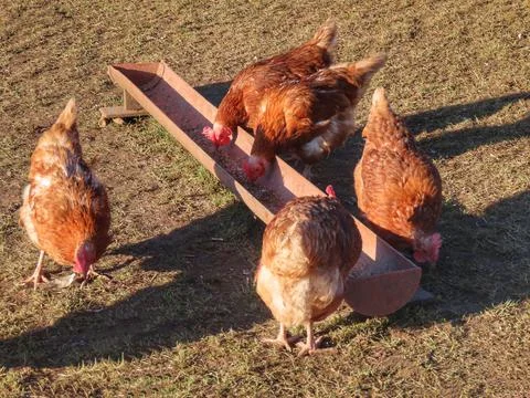 Free range hens Stock Photos