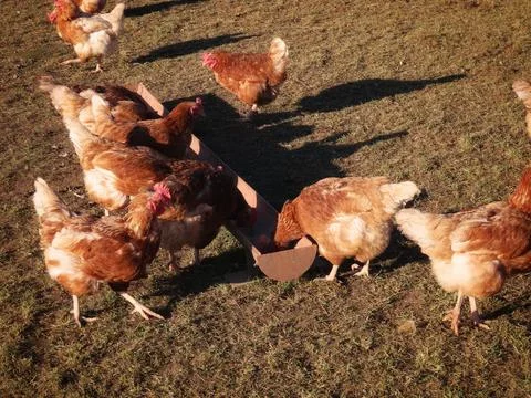 Free range hens Stock Photos