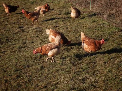 Free range hens Stock Photos