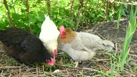 Free-Range Hens in summer Видео 334179593