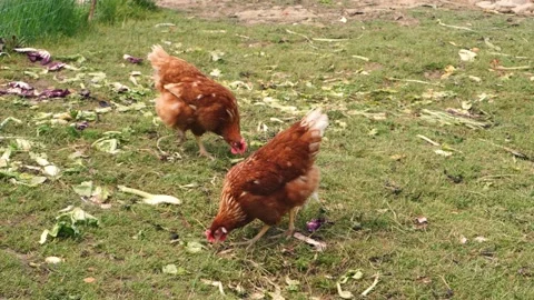 Free-range hens. two hens live free and eat on the ground. Organic farming Stock Footage 166946031