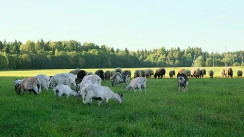 Free range herd of goats and sheep grazing freely on a green meadow. Stock Footage 283723537