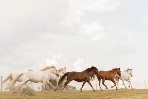 Free Range horses Stock-Fotos