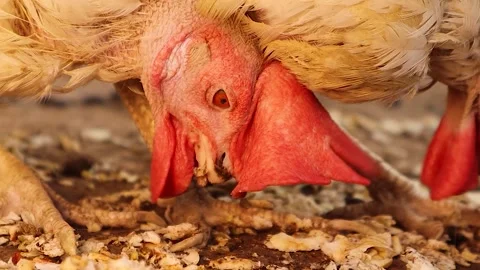 Free range laying hen roaming countryside, eating. symbol of animal welfare Stock Footage 317553104