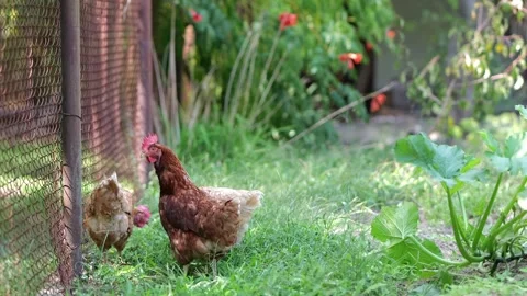 Free-range Loman Brown hens calmly eating grass in a home yard Stock Footage 316637633